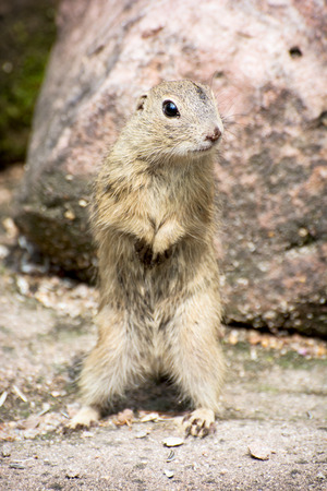 The European ground squirrel (Spermophilus citellus)の写真素材