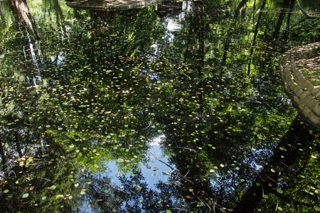 Fallen leaves in a dark lake. Natural theme.の写真素材