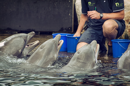 Nuremberg, Germany - July 22, 2014: Lagoon in Zoo Nurember. Coach gives reward to dolphins for their perfect output.のeditorial素材