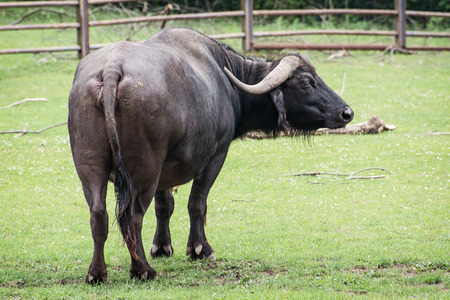 The African buffalo or Cape buffalo (Syncerus caffer).の写真素材