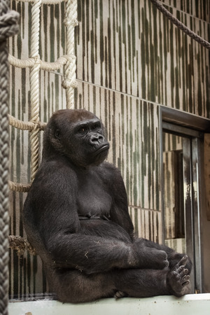 Western lowland gorilla in captivity - sad expression.の写真素材