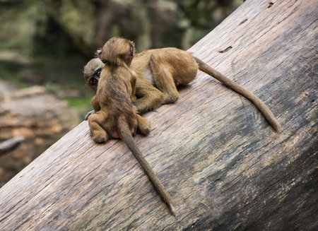 Two funny little cubs of Guinea baboon (Papio papio) are playing on the tree trunk