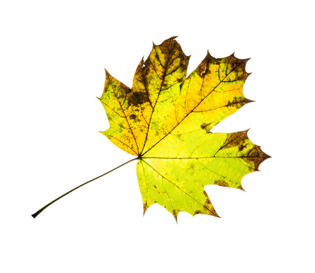 Autumn colorful maple leaf isolated on a white background.の写真素材
