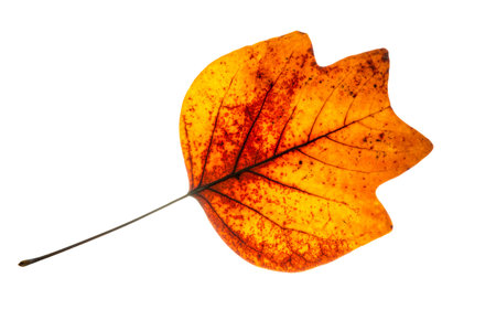 Red autumn leaf isolated on a white background.