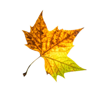 Autumn colorful maple leaf isolated on a white background. Natural theme.