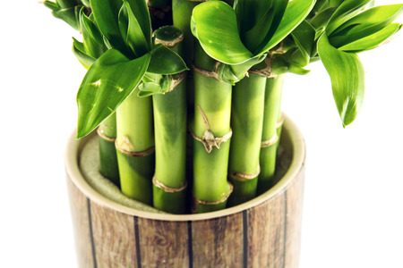 Detail of lucky bamboo plant. Natural theme.の写真素材