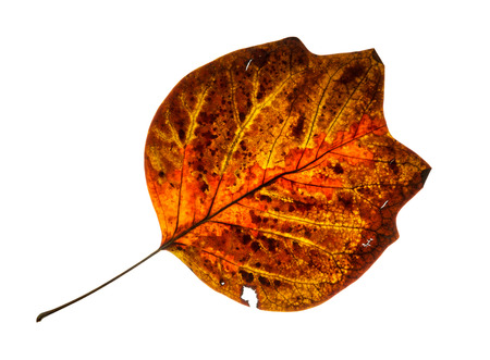 Cracked red autumn leaf isolated on a white background.の写真素材