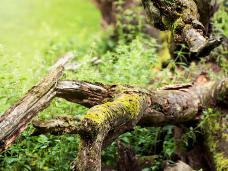 Fallen tree overgrown with moss. Natural theme.の写真素材