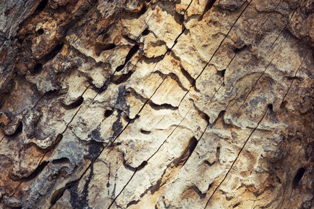 Wood with the bark beetle tunnels.