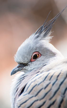Portrait of a Crested pigeon (Ocyphaps lophotes). Animal theme.の写真素材