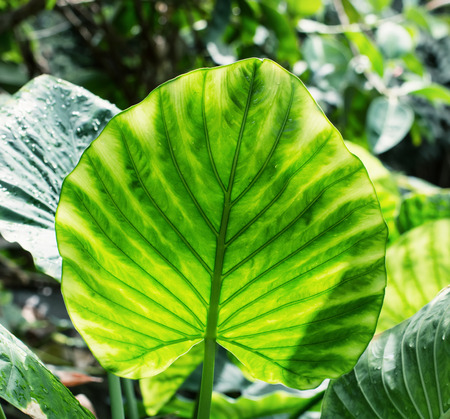 Big brightly green leaf. Natural background.の写真素材