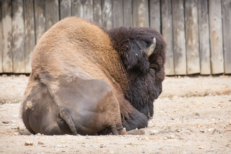 American bison (Bison bison). Rear view.の写真素材