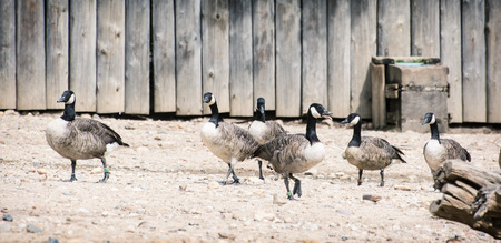 Group of geese, Canada goose (Branta canadensis).の写真素材