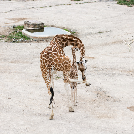 Giraffe with cub resting at waterhole. Rothschild's giraffe (Giraffa camelopardalis rothschildi).の写真素材