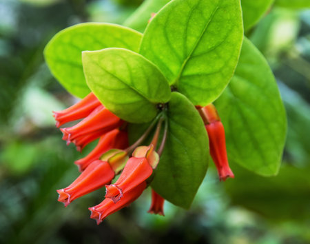 Red tropical flowers. Natural background. Jungle theme.