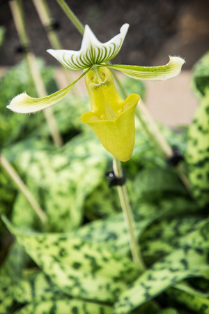 Paphiopedilum, often called the Venus slipper, is a genus of the Lady slipper orchid subfamily Cypripedioideae of the flowering plant family Orchidaceae.の写真素材