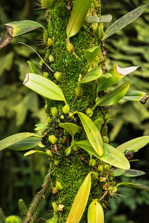 Green jungle woody plant. Natural theme.の写真素材