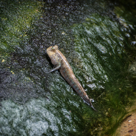 Atlantic mudskipper (Periophthalmus barbarus). Animal theme.の写真素材