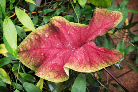 Big red tropical leaf in the garden.