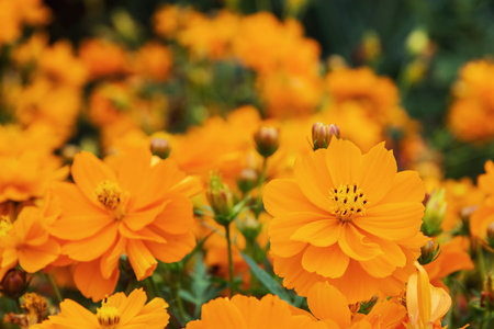 Nemesia strumosa plant in the garden.の写真素材