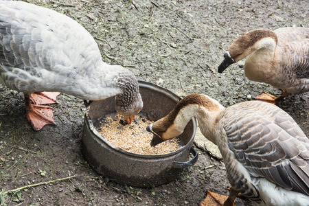 Three geese eating corn from the pot.の写真素材