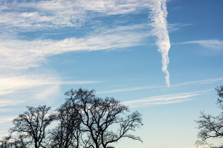 Winter treetops and blue sky. Outdoors theme.
