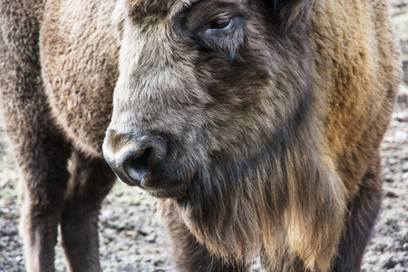 European bison (Bison bonasus) close up portrait.の写真素材
