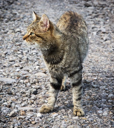 Domestic cat portrait. Animal theme.の写真素材