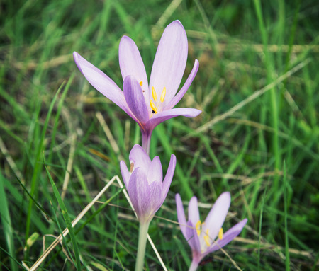 Purple flower in the spring meadow. Natural background.の写真素材