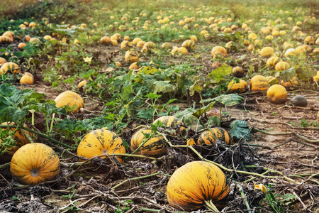 Field full of ripe pumpkins. Autumn harvest.の写真素材