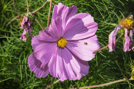 Ladybird on the purple flower. Natural background.の写真素材