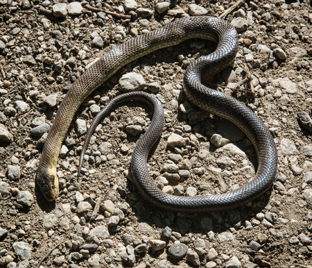 Dead snake on the road.の写真素材