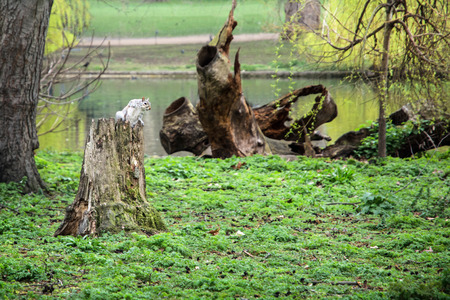 Squirrel sitting on a tree stump in the St. james's park. Natural background.の写真素材