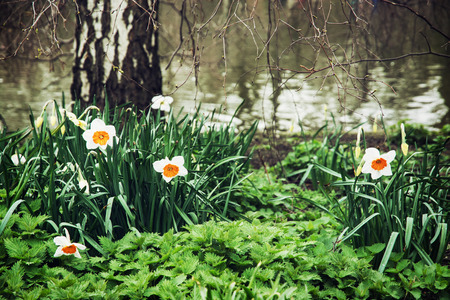 White daffodils, nettle, and birch on the lake shore. Spring scene in the St. james's park, London.の写真素材