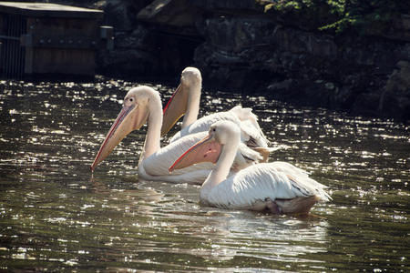 Group of Great white pelicans (Pelecanus onocrotalus) on shimmering the pond. Animal theme.の写真素材