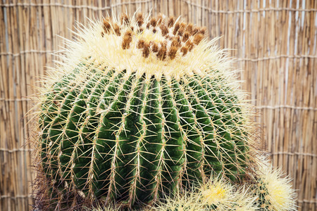Big Echinocactus plant. Cactus growing in a greenhouse.の写真素材