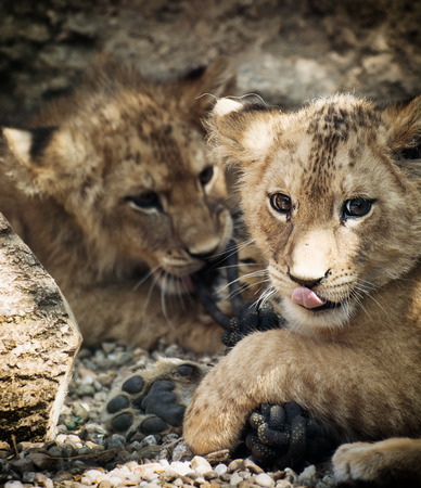 Barbary lion (Panthera leo leo). Two cute lion cubs.の写真素材