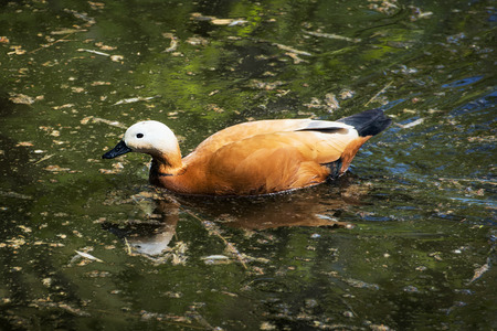 Ruddy shelduck (Tadorna ferruginea) is a member of the duck, goose and swan family Anatidae. It is in the shelduck subfamily Tadorninae.の写真素材