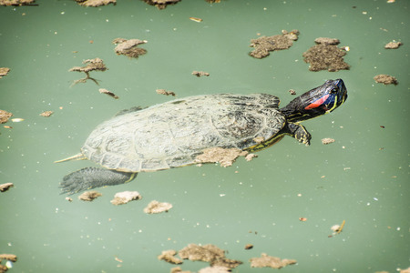 Red-eared slider (Trachemys scripta elegans) in the water. Animal theme.の写真素材