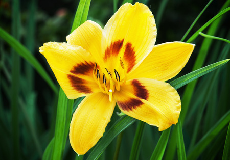 Beautiful yellow lily flower. Natural background.の写真素材