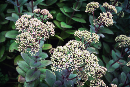 Sedum hybrid matrona plant. Natural background.の写真素材