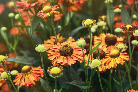 Helenium hybridum flowers in the botanical garden. Natural background.の写真素材