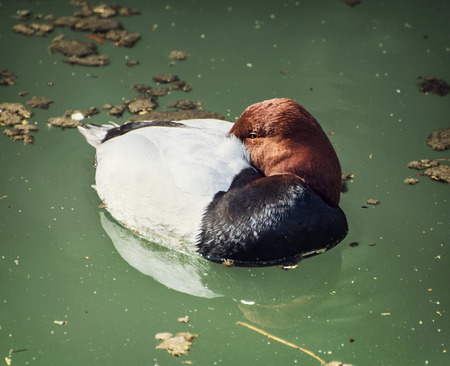 Common pochard (Aythya ferina). Animal theme.の写真素材