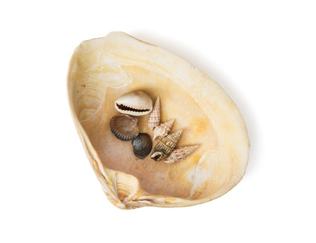 Collection of various sea shells on the white background.の写真素材