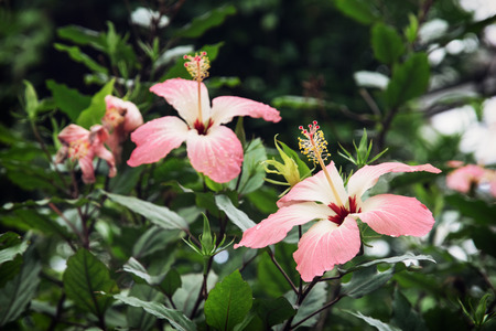 Pink hibiscus flowers. Beauty in nature.の写真素材