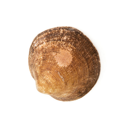 Beautiful brown seashell on the white background.の写真素材