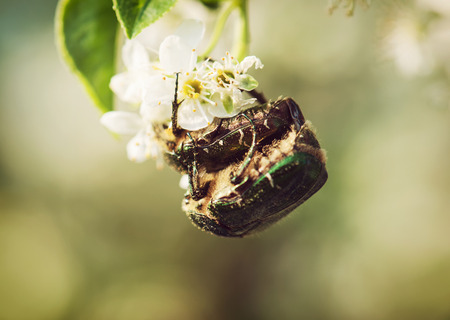 Two beetles mating on the white flower.の写真素材
