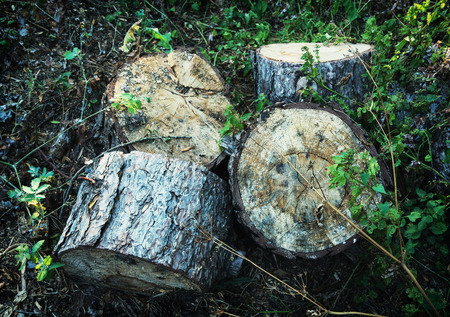 Chopped wood in forest. Wood industry.の写真素材
