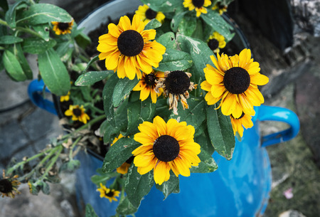 Yellow sunflowers in the metal blue pot. Summer natural theme.の写真素材