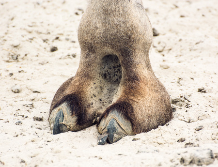Bactrian camel's hoof detail. Camelus bactrianus. Animal theme.の写真素材